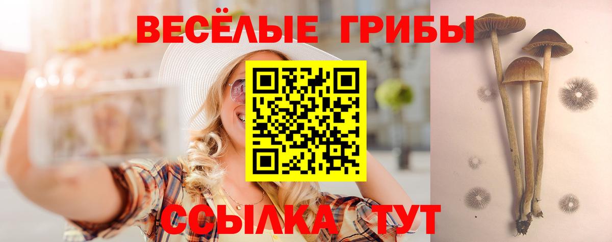 Галлюциногенные грибы Psilocybe Красногорск